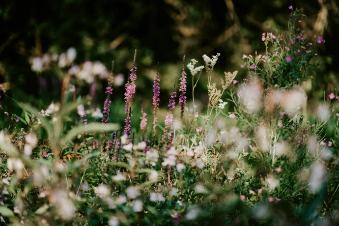 shallow focus photography of white flowers