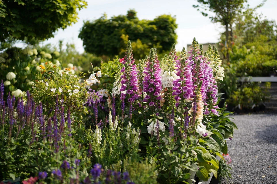 Plantes pour jardinerie