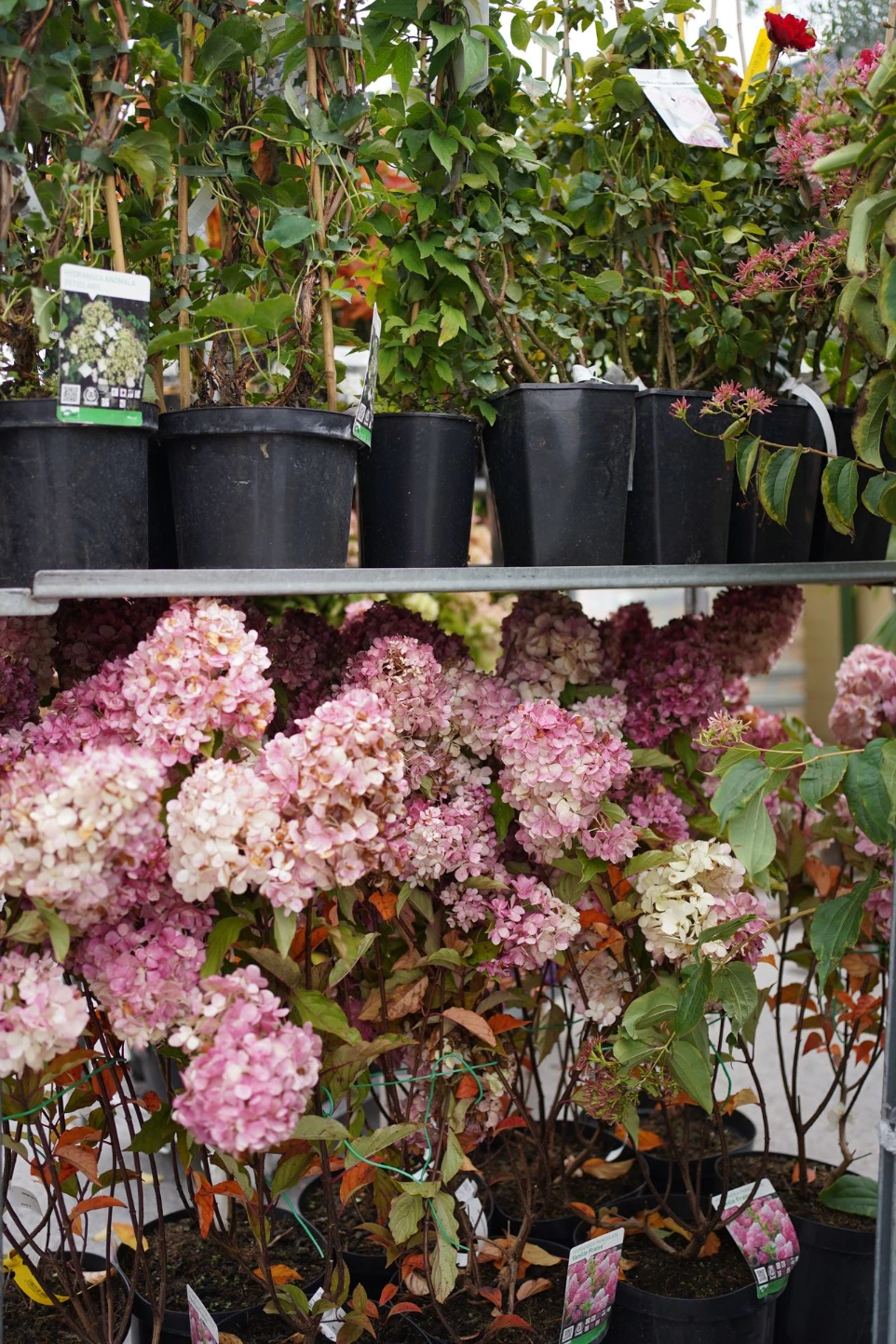 Hortensia Brabant Wallon