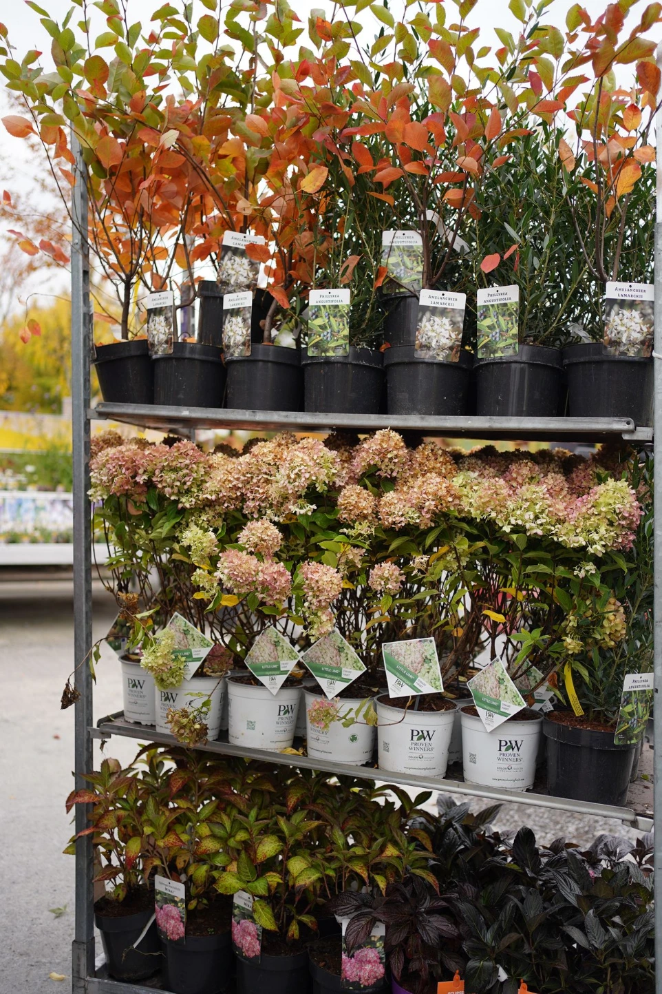 Grossiste de plantes