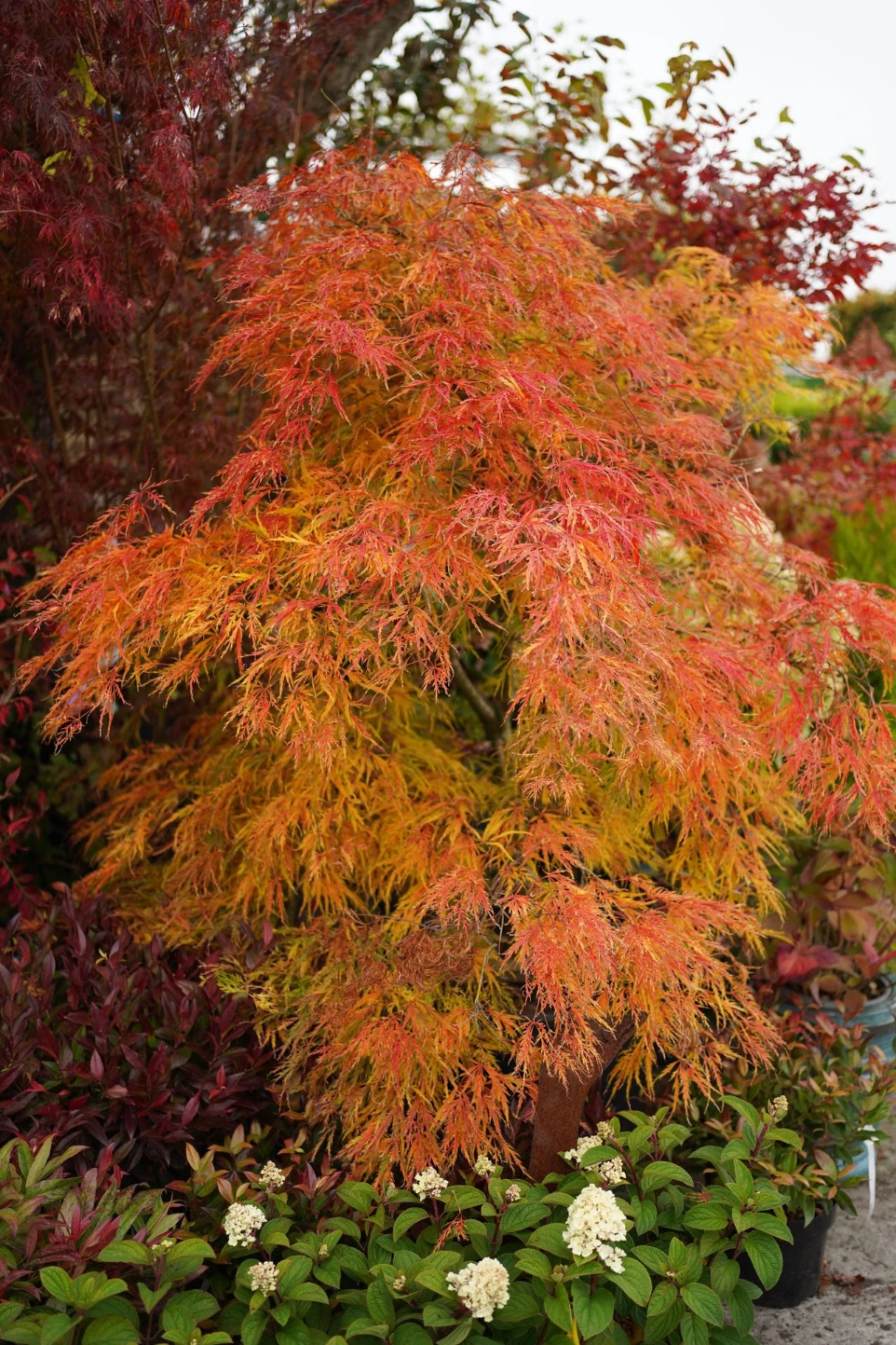 Acers japonais