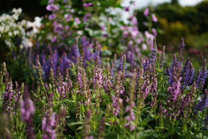 Vivaces Brabant wallon