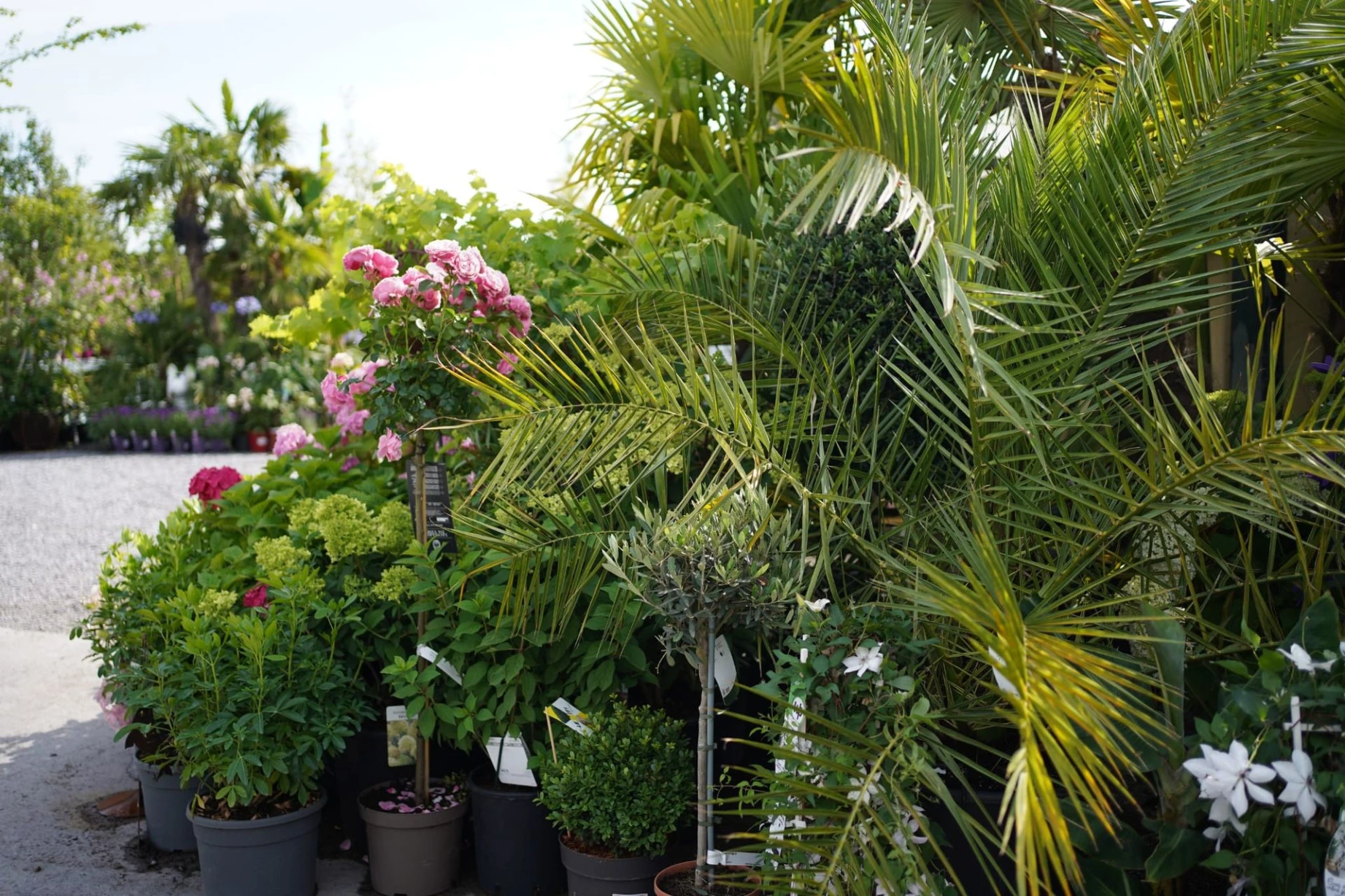 Plantes méditéranéennes