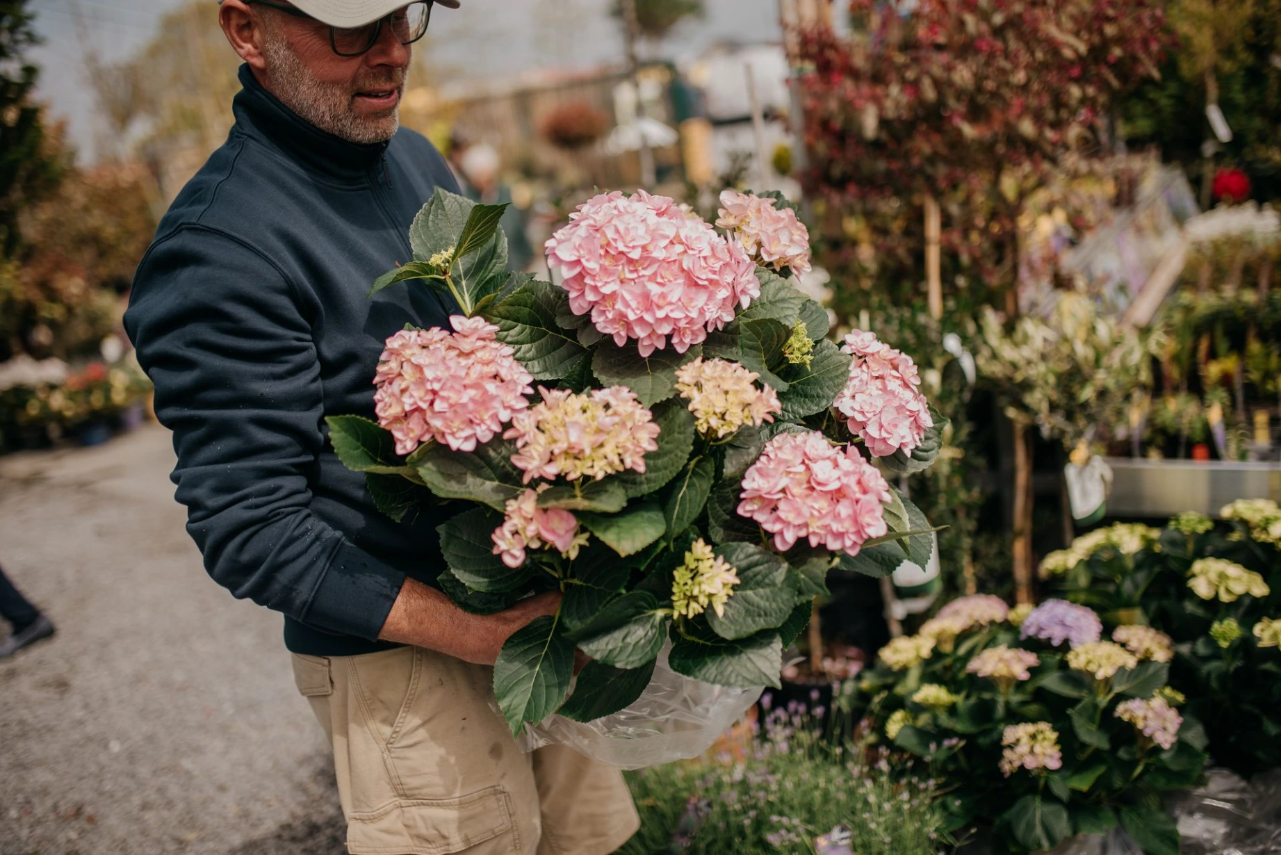 Hortensia Brabant Wallon