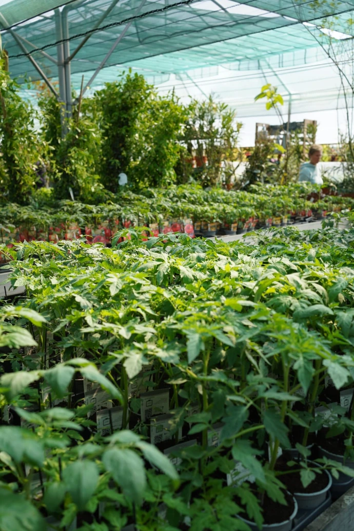 Plants de légumes Brabant Wallon