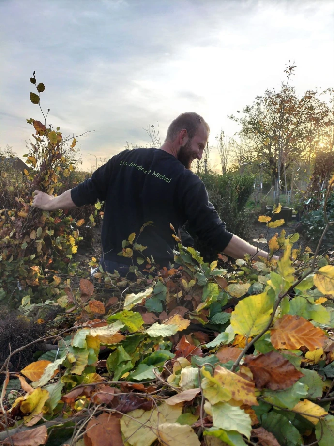 Ouvrier qui prépare des fagus sylvatica en racines nues