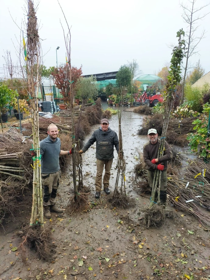 Trois ouvriers en pépinière qui tiennent des plantes en racines nues
